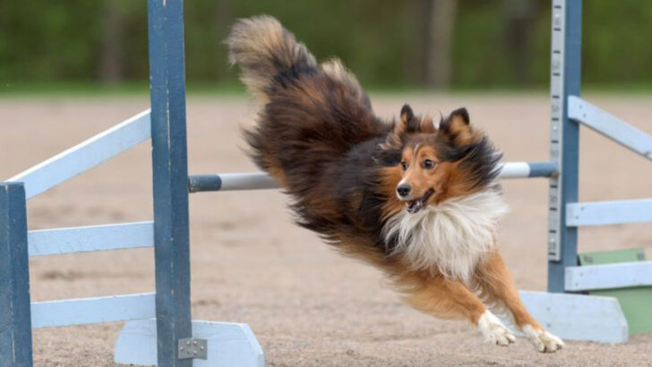 18 Dog Breeds So Smart They Practically Train Themselves