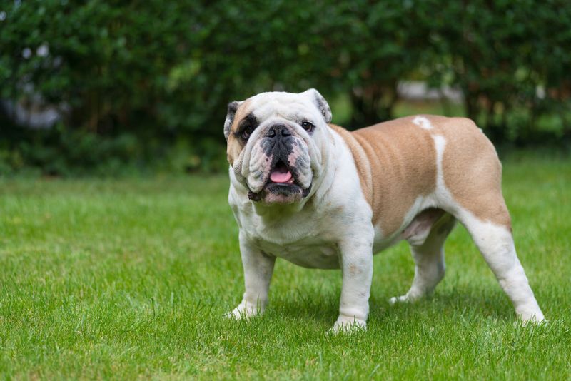 Bulldog