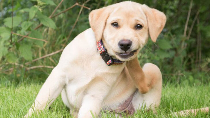 18 Dog Breeds That Trigger Allergies More Than You Think—And 7 That Don’t