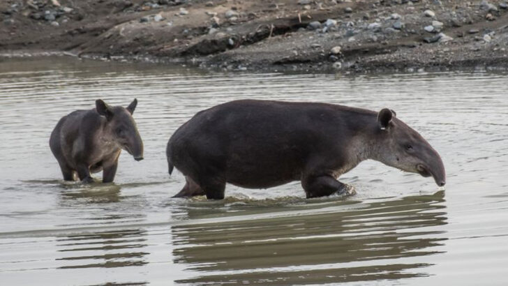 18 Incredible Animals That Live in the Andes Mountains