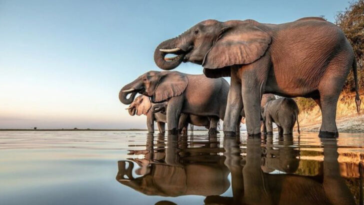 18 Jaw-Dropping Wildlife Photography Hotspots Every Nature Lover Must Visit