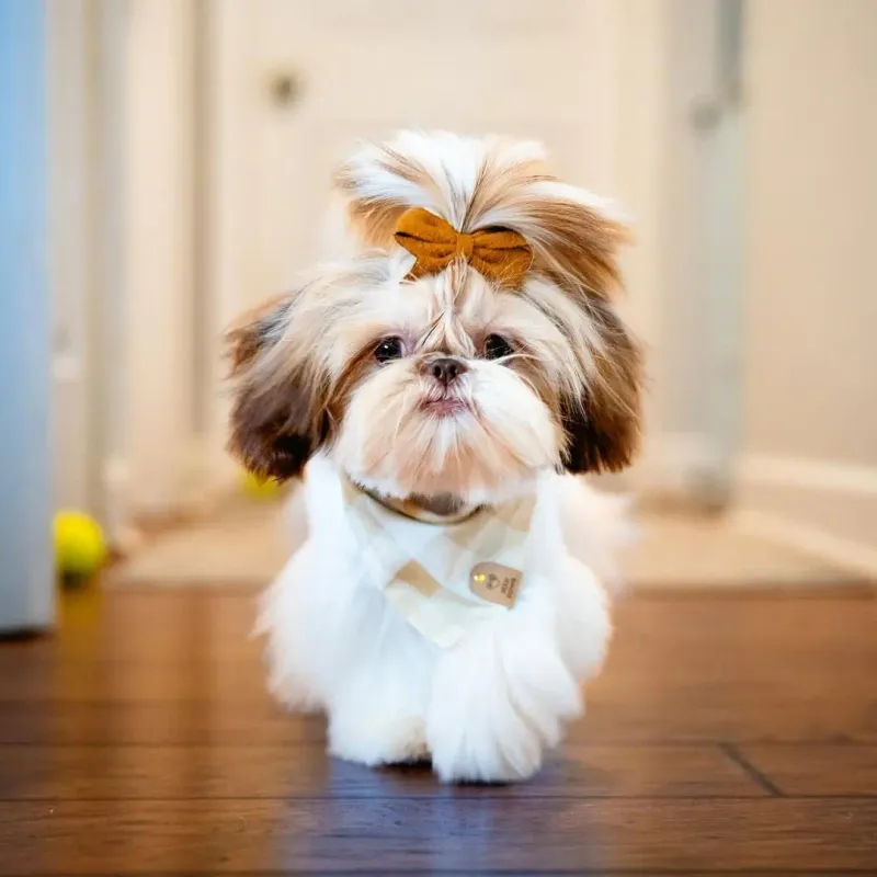 Shih Tzu