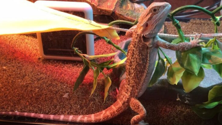 18 Pets That Are Surprisingly Easy to Care for in American Homes