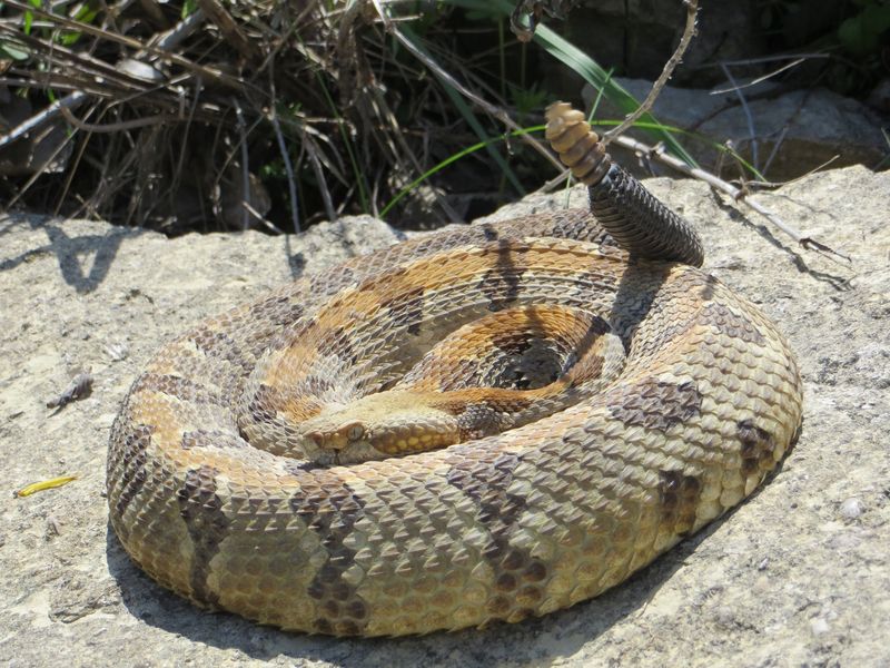 Timber Rattlesnake