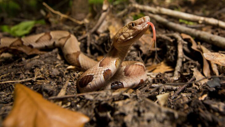 18 Snakes Found in Iowa—4 You Should Watch Out For