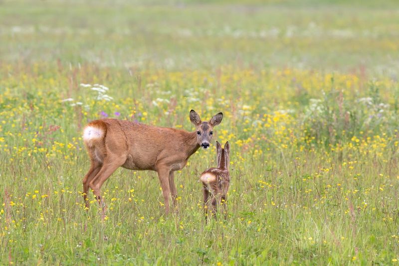 Fawn (Baby Deer)