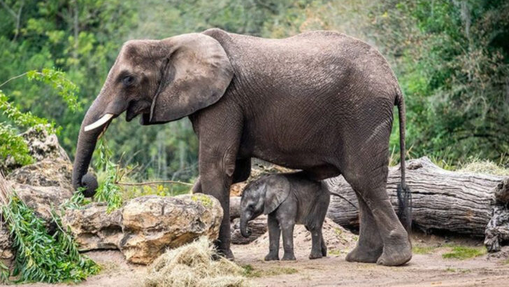 19 Animal Babies Born in Summer—Nature’s Cutest Season