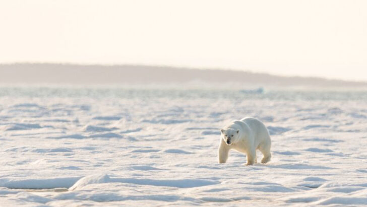 19 Lone Wanderers: Animals That Prefer a Life Without a Pack