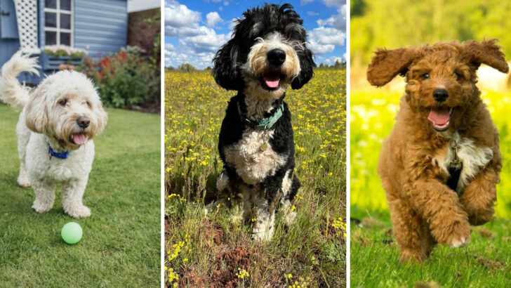 19 Lovable Doodle Mixes—and 3 That Come With a Catch