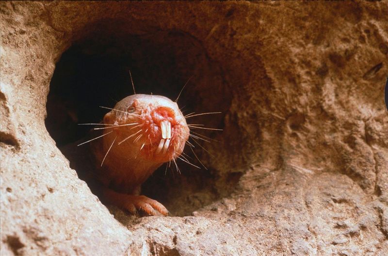 Naked Mole Rat