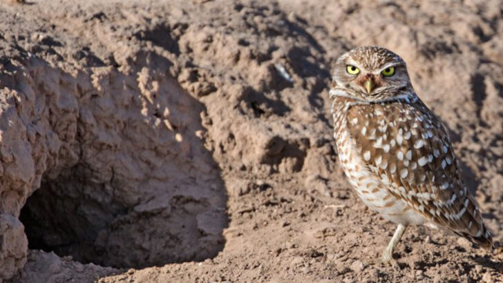 19 Mammals That Mastered Living Underground—And Why