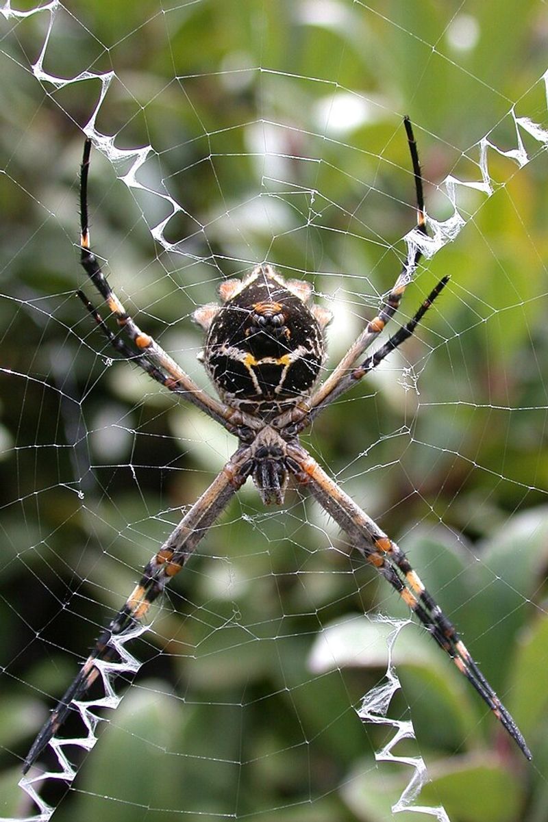 Argiope Argentata