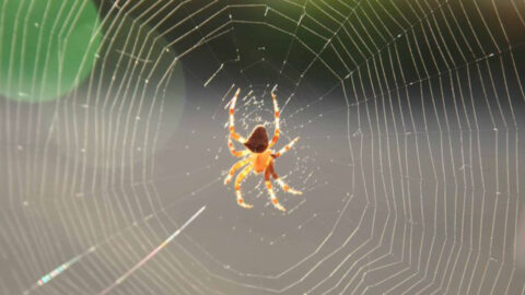 19 Spiders With Web Designs That Look Like Modern Art - Exploring Animals
