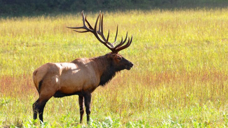 20 Best States for Spotting Elk in Their Natural Habitat