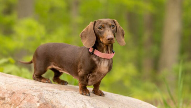 20 Brown Dog Breeds That Make Great Pets
