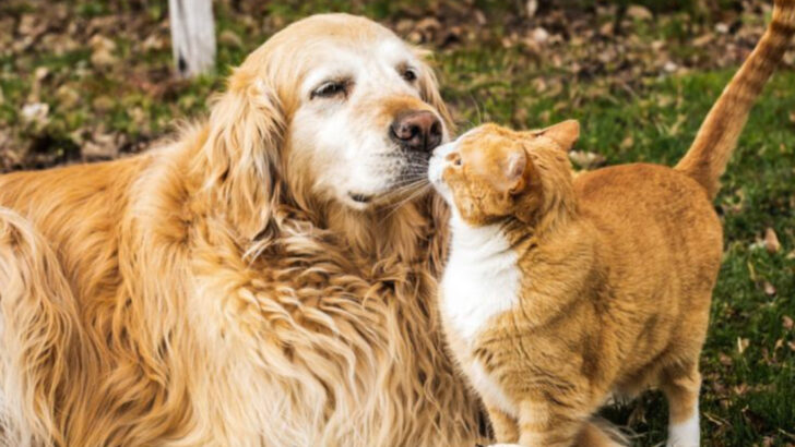 20 Creative Duo Names for Your Paired Pets — Find the Perfect Match!