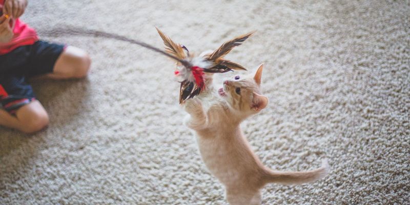 Feather Wand
