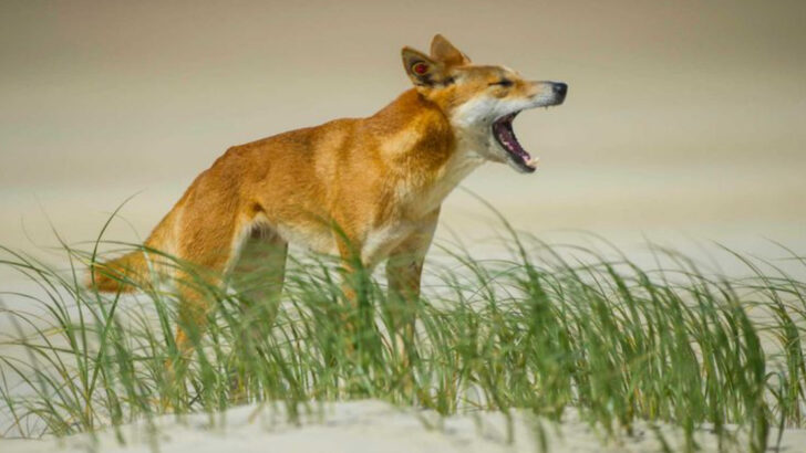 20 of the Deadliest Wild Canines in the Animal Kingdom