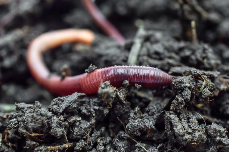 Earthworm