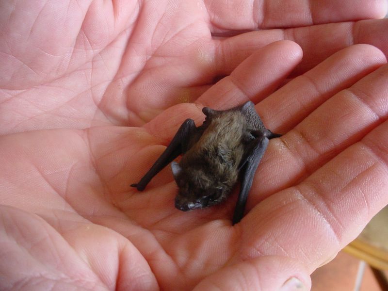 Bumblebee Bat