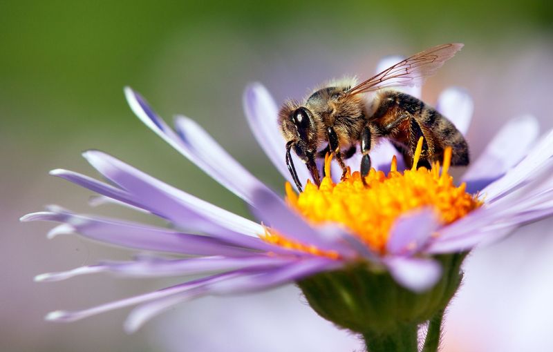 Honeybee