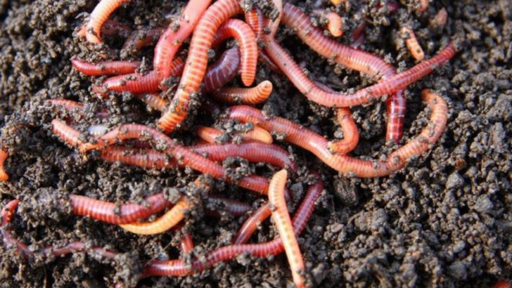 21 Tiny Creatures That Pack a Big Ecological Punch