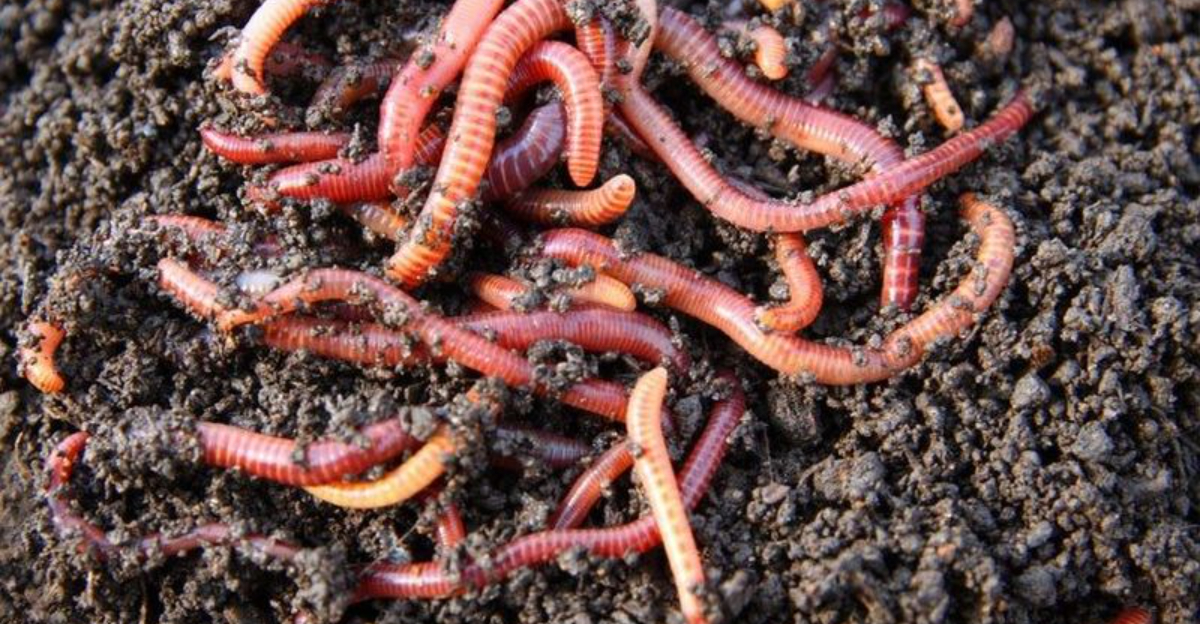 21 Tiny Creatures That Pack a Big Ecological Punch - Exploring Animals