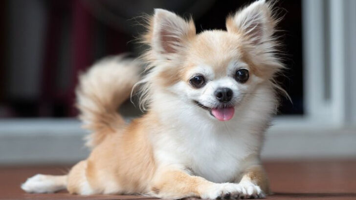 22 Dogs That Struggle in the Cold and Need Extra Warmth