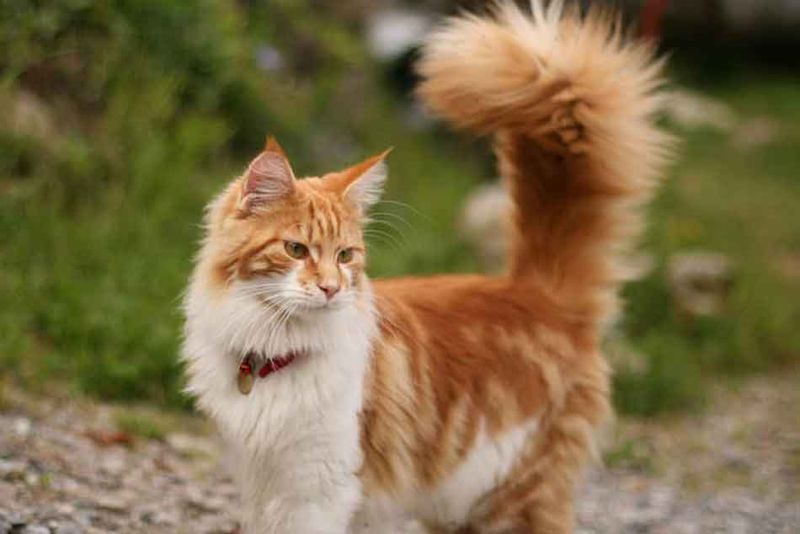 Maine Coon