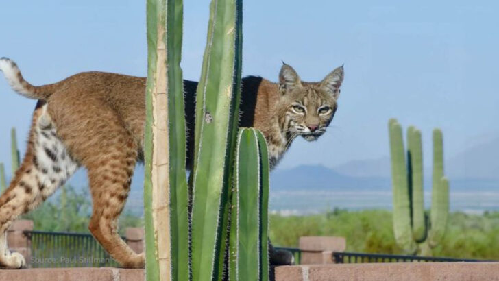 22 U.S. States Where Bobcats Roam Wild—and How to Stay Safe Around Them