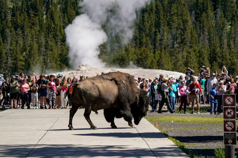 American Bison