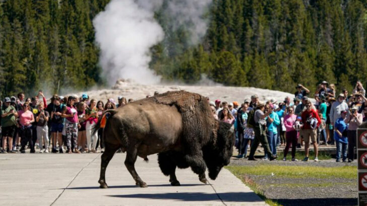 20 Unique Mammals Found Nowhere Else but the USA