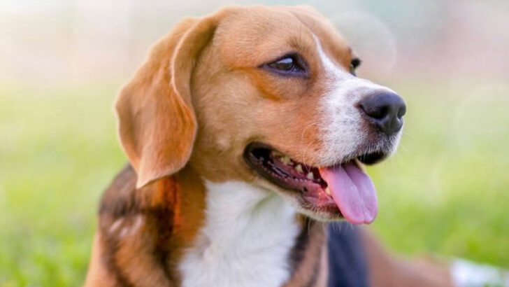 23 Dog Breeds That Bring Comfort When You Need It Most