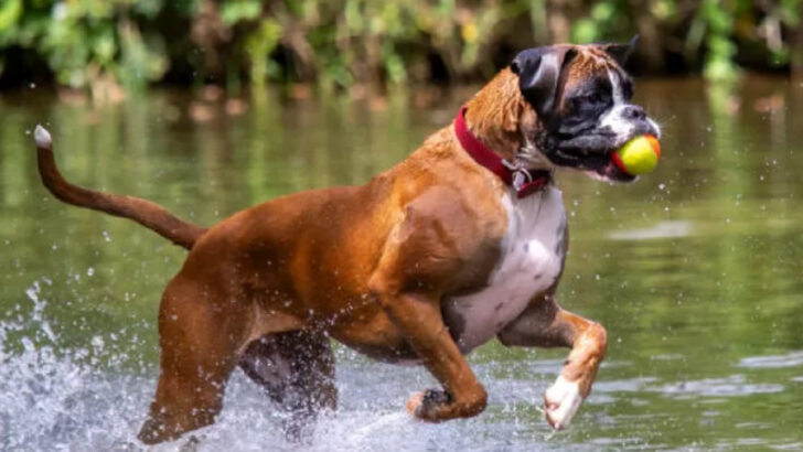 23 Dog Breeds That May Be Too Demanding for Seniors