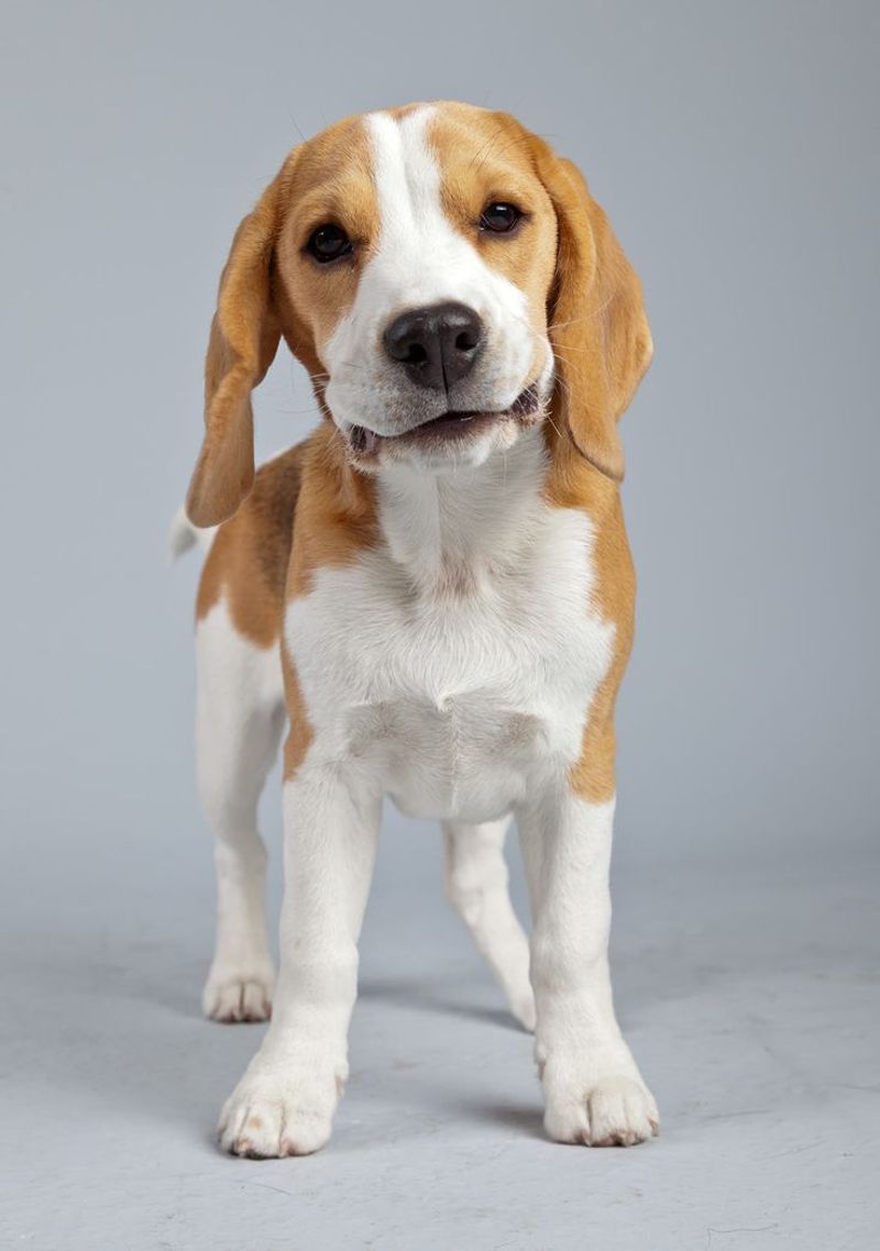 Beagle