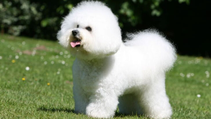 23 Sweet-Natured Dog Breeds That Make Great Companions for Seniors
