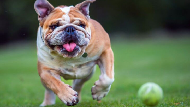 24 Overlooked Dogs With Big Hearts and Bad Reputations