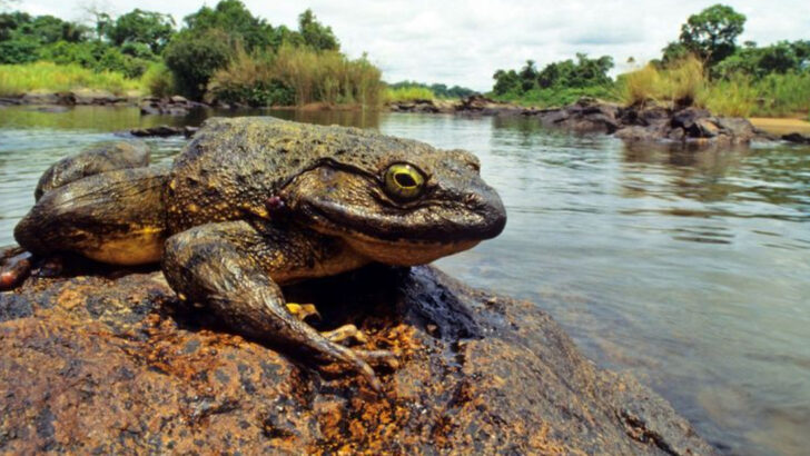 24 Record-Breaking Animals That Defy Logic—From the Heaviest to the Loudest