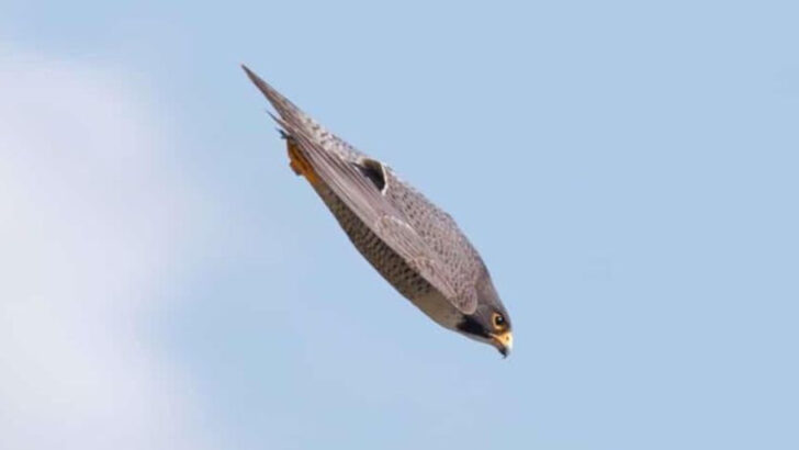 240 MPH of Precision: What Makes the Peregrine Falcon the World’s Most Efficient Hunter?