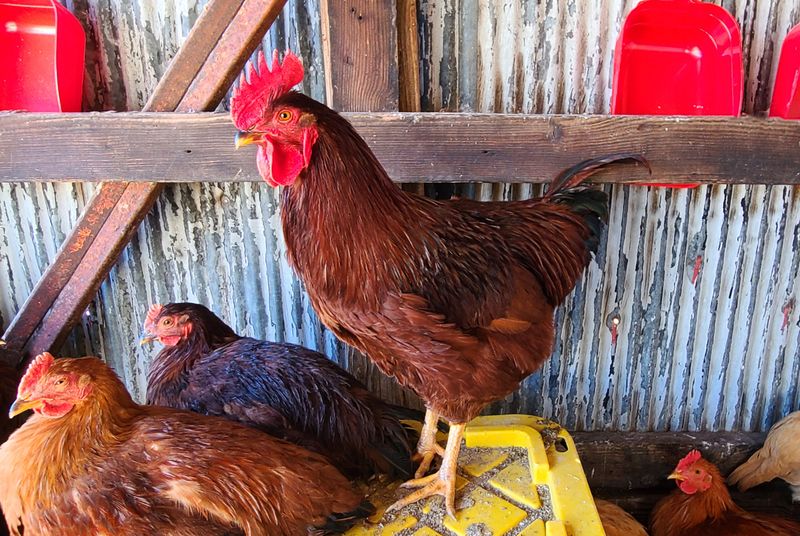 Rhode Island Red