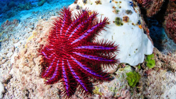 25 Sea Creatures Ranked by Danger—#1 Can Kill in Minutes