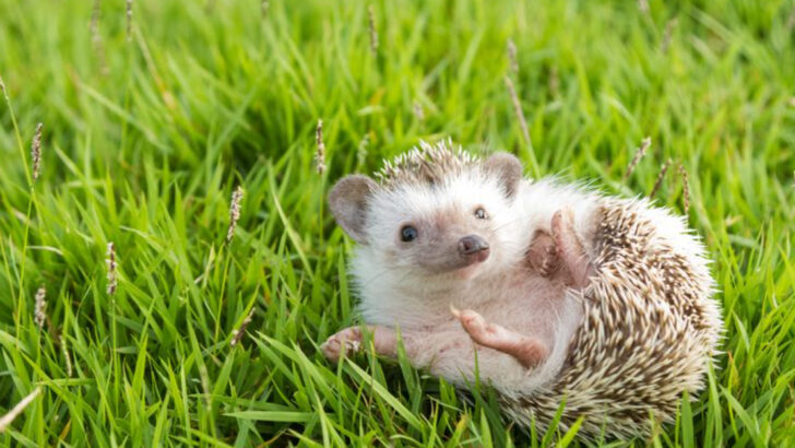25 Surprisingly Cute and Cuddly Animals That Could Give Koalas Competition