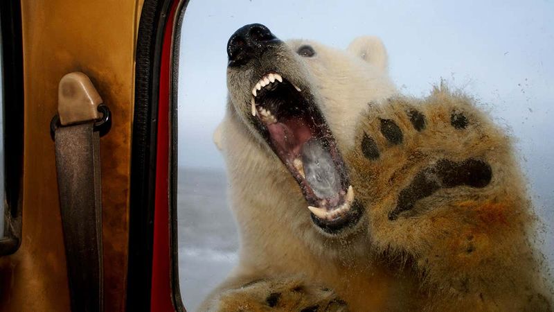 Polar Bear