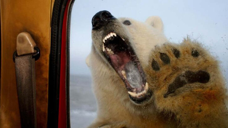 25 Wild Animals That Can Kill You—But Usually Don’t Want To