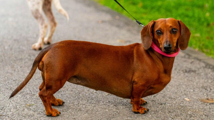 27 Dogs with Surprisingly Long Lifespans