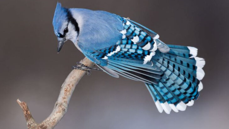 27 Remarkable Animals Found in West Virginia’s Wild Landscapes
