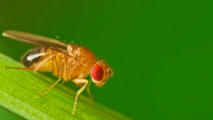 27 Resilient Creatures That Could Live Through a Nuclear Apocalypse