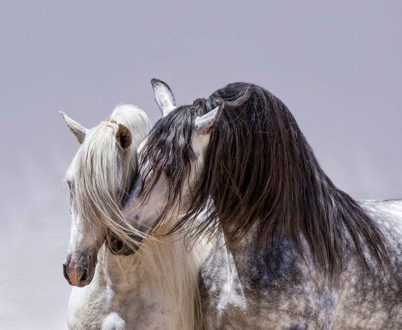 Andalusian
