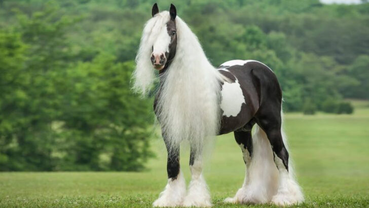 28 Horse Breeds That Turn Heads with Their Elegance