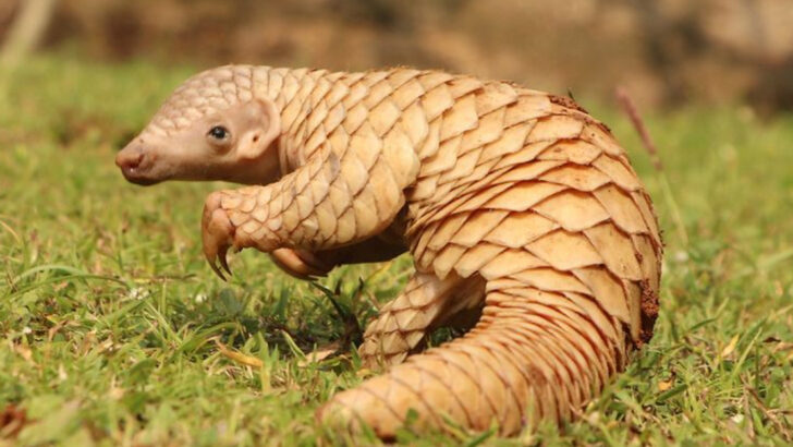 28 Incredibly Rare Animals and the Only Places They Still Exist